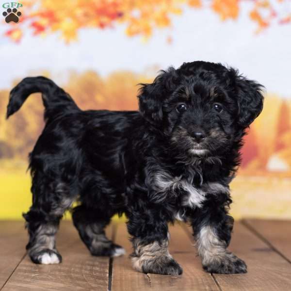 Susie, Mini Bernedoodle Puppy